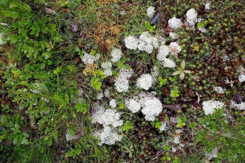Reindeer lichen (Cladonia rangiferina), patches, mosses, nature photograph, Tynset, Innlandet, Norway, Europe