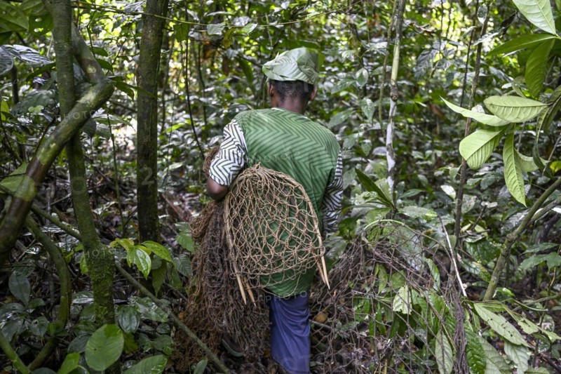 Pygmy of the Baka or BaAka people with his traps and hunting nets in the forest, Dzanga-Sangha Special Dense Forest Reserve, Sangha-Mbaéré Prefecture, Central African Republic, Africa