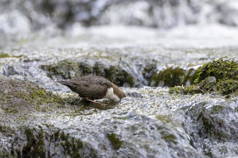 White-throated Dipper (Cinclus cinclus), foraging in a torrent by diving underwater, Rhineland-Palatinate, Germany, Europe