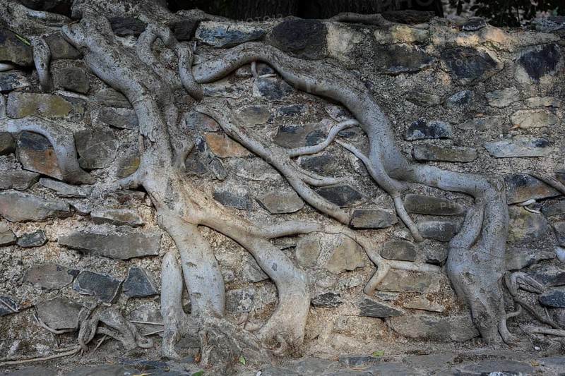Amhara region, near Gondar, Gonder, aerial roots of the woody figs at the Fasilida's moated castle, Ethiopia, Africa