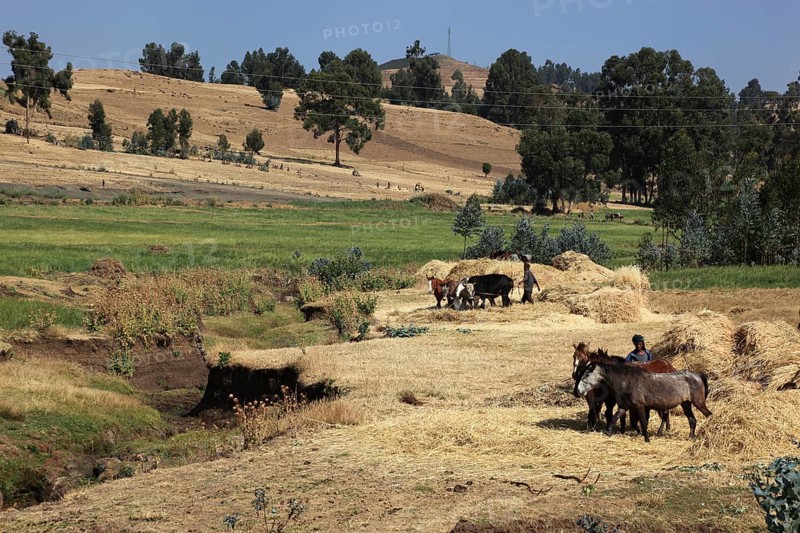 In the highlands of Abyssinia, in the Semien Mountains, Semien Mountains, field work, threshing grain with horses and cows, Ethiopia, Africa
