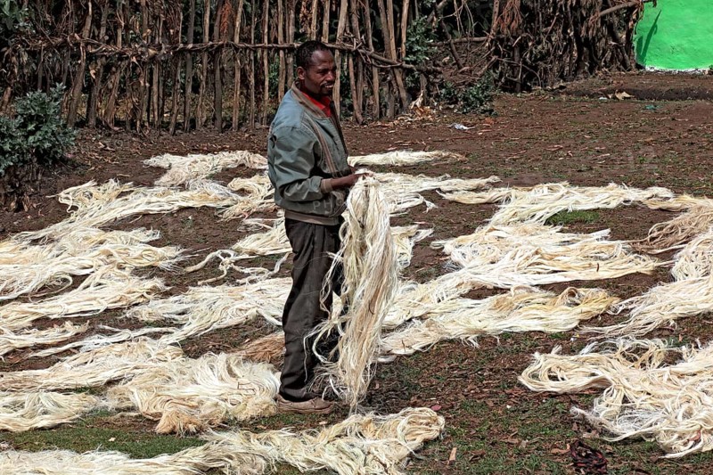 In the south of the country, farmers lay agave fibres in the sun to dry, sisal, the fibres from the leaves of some agaves are called sisal, sisal agave, Agave sisalana, sisal is a relatively young natural fibre, Ethiopia, Africa