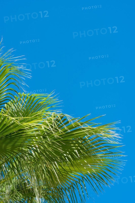 Green palm leaves against a clear blue sky on a sunny day, sunlit palm leaves in fan shape, mexican fan palm (Washingtonia robusta), fan palm, backlight, symbolic image holiday, summer, spring, Peguera or Paguera, municipality of Calvià, Serra de Tramuntana, south coast, Majorca, Spain, Europe