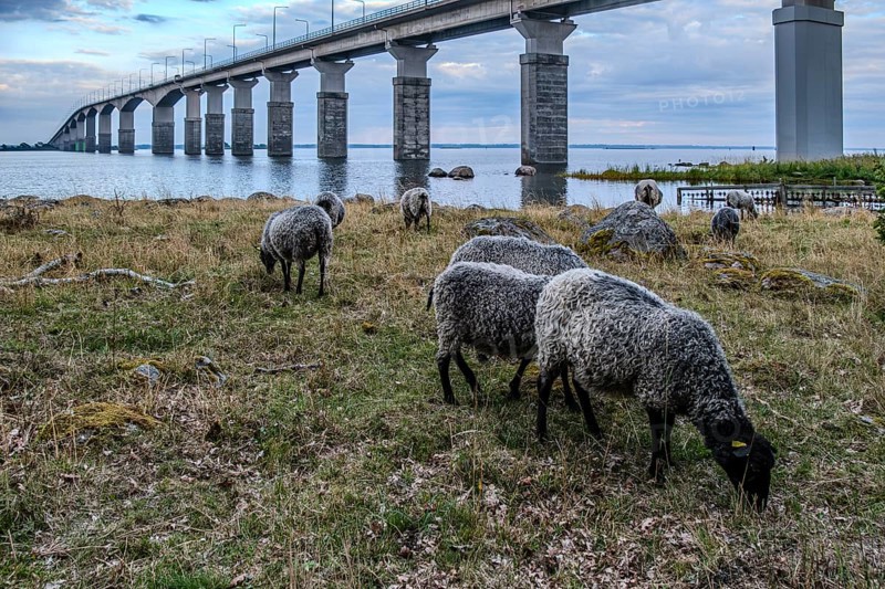 Sheep grazing under the Öland Bridge (Ölandsbron) in the evening light, Kalmar, Kalmar län, Sweden, Scandinavia, Northern Europe, Europe