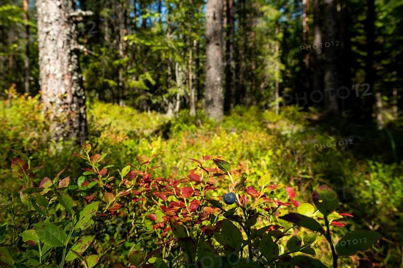 European blueberry (Vaccinium myrtillus), blueberries, Finland, Europe