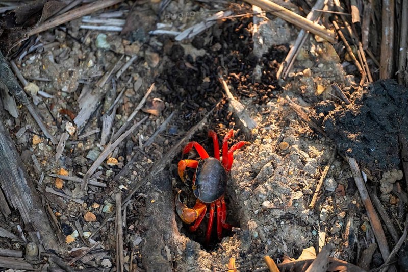 Harlequin crab (Cardisoma armatum), Manuel Antonio National Park, Puntarenas district, Costa Rica, Central America