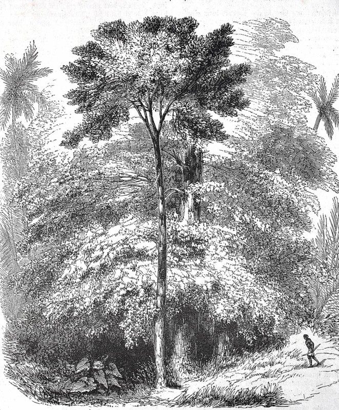 Historical, digitally restored reproduction from a 19th century original, record date not stated, gutta-percha tree, Palaquium gutta, plant species from the genus of gutta-percha trees in the sapote family, for the extraction of gutta-percha, which is produced from the dried milky sap, 1855, Malaysia, Asia