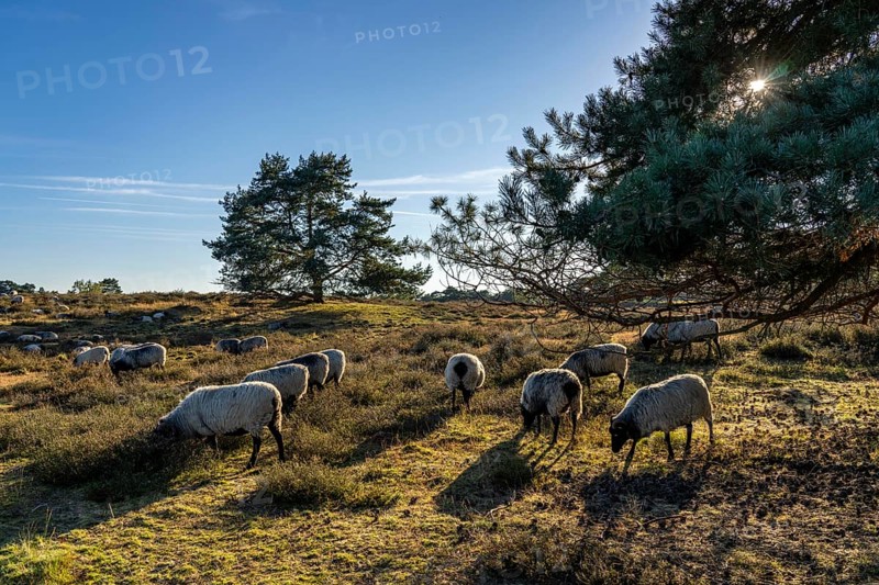 Herd of Heidschnucken, sheep grazing in the Westruper Heide, in the Hohe Mark Westmünsterland nature park Park, near Haltern am See, heather blossom, North Rhine-Westphalia, Germany, Europe