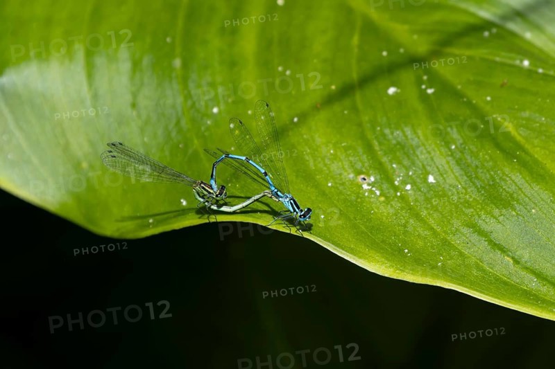 Common blue damselfly (Enallagma cyathigerum) two adult insects mating on a garden Lily leaf, Suffolk, England, United Kingdom, Europe