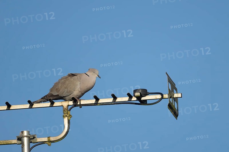 Collard dove (Streptopelia decaocto) adult bird sleeping on an urban television aerial, Suffolk, England, United Kingdom, Europe