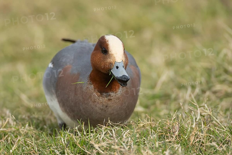 Eurasian wigeon duck (Mareca penelope) adult male bird feeding on grass, Lincolnshire, England, United Kingdom, Europe