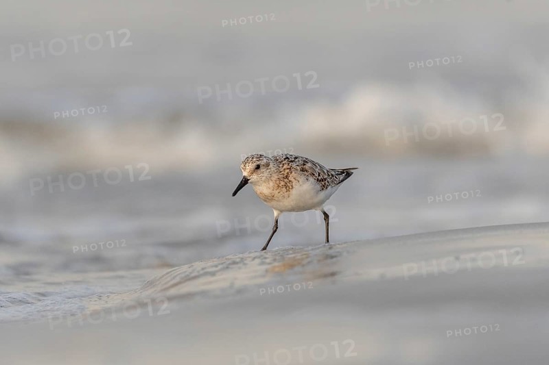Sanderling (Calidris alba) feeding on a beach. Camaret sur mer, Crozon, Finistere, Brittany, France, Europe