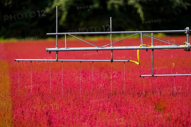 Automatic irrigation on an outdoor area of a horticultural business, autumn plants, heather plants, bell heather, near Kevelaer, North Rhine-Westphalia, Germany, Europe