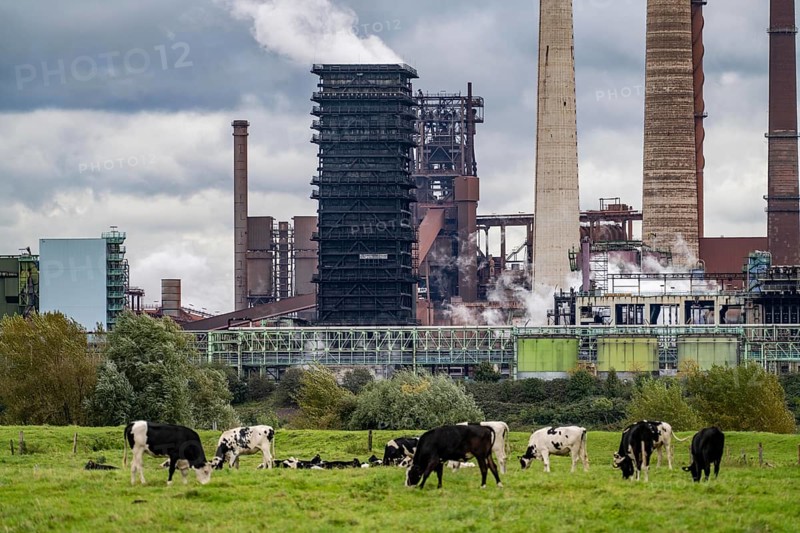 Thyssenkrupp Steel steelworks in Duisburg-Marxloh, Schwelgern coking plant, cows on a pasture in Homberg-Binsheim, Rhine, Duisburg, North Rhine-Westphalia, Germany, Europe
