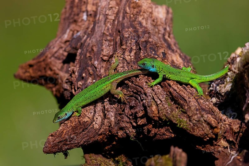 European green lizard (Lacerta viridis), Tiszaalp-r, Kiskuns-gi National Park, B-cs-Kiskun, Hungary, Europe