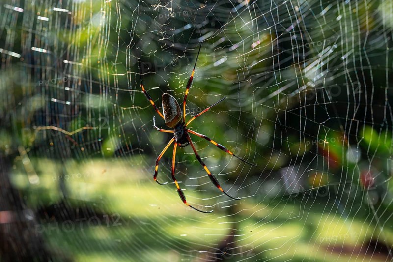 Golden silk spider (Trichonephila clavipes) spider web, Tortuguero National Park, Costa Rica, Central America