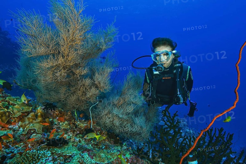 Diver Diver looking at Black coral (Myriopathes myriophylla) Dried coral, Horn coral, Pacific Ocean, Indian Ocean, Maldives, Asia