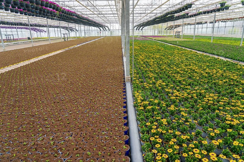 Horticultural business, greenhouse, flower pots with Kapmargerites, Osteospermum, grow up, Straelen, North Rhine-Westphalia, Germany, Europe
