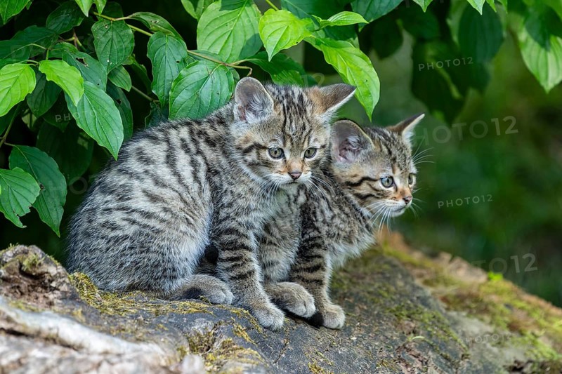 Two young striped kittens sitting on a tree stump in the forest, wildcat (Felis silvestris), kittens, Germany, Europe