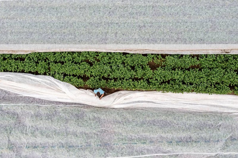 Potato field, fleece cover is removed, the fleece is intended to protect against weather influences, pests, hailstorms in spring and supports growth at low temperatures, here early potatoes, 6 weeks after planting, a good 3 weeks until harvest, North Rhine-Westphalia, Germany, Europe