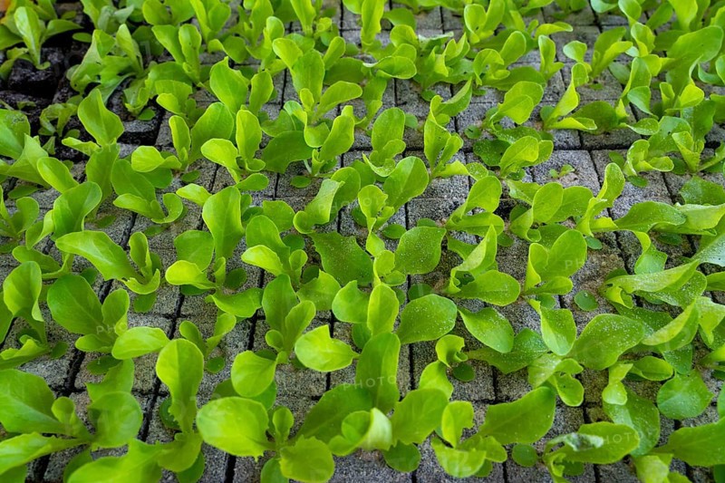 Lettuce plants, in press pots, they are planted in a field with a planting machine, agriculture, spring