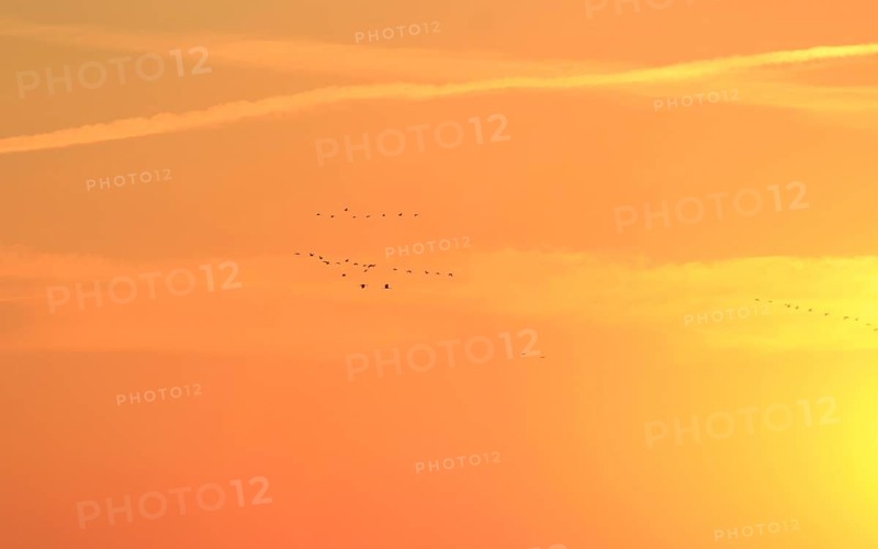 Evening sky at the Baltic Sea near Peenemünde, cranes, September, Mecklenburg-Western Pomerania, Germany, Europe