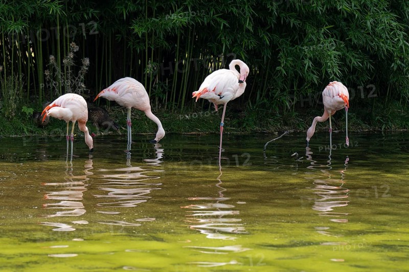 Flamingos (Phoenicopteridae) standing in a pond, reflection, Captive, North Rhine-Westphalia, Germany, Europe