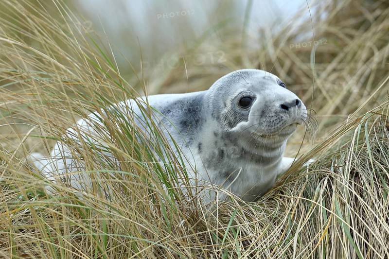 Grey seal (Halichoerus grypus) pup after weaning, lying in the dune grass, offshore island of Heligoland, Schleswig-Holstein, Germany, Europe