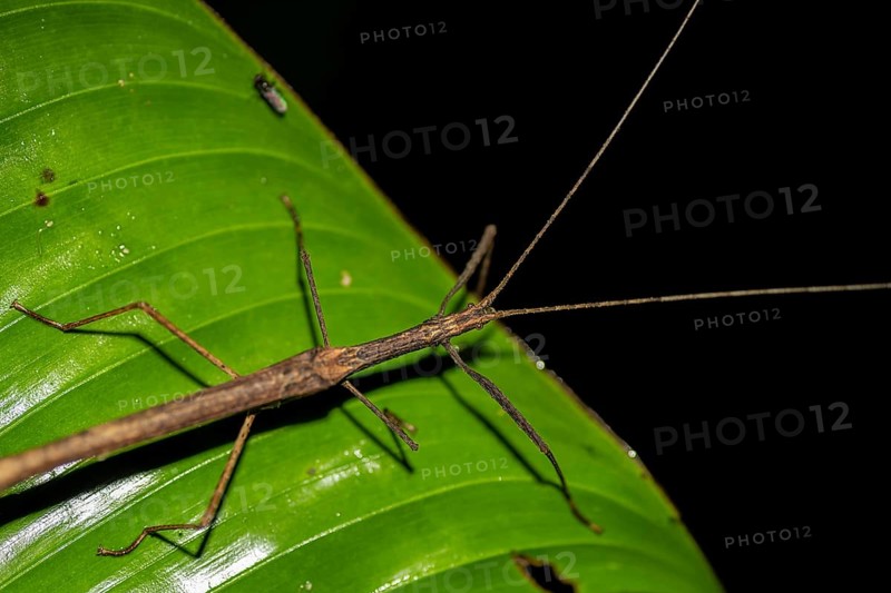 Stick insect (Phasmatodea) sitting on a leaf, at night in the tropical rainforest, Refugio Nacional de Vida Silvestre Mixto Bosque Alegre, Alajuela province, Costa Rica, Central America