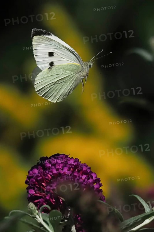 A Cabbage butterfly (Pieris brassicae) hovering over a purple flower in a natural environment, Hesse, Germany, Europe