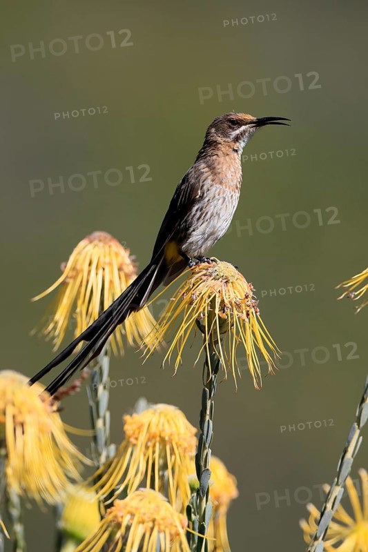 Cape Honeybird (Promerops cafer), adult, male, singing, on flower, Protea, Kirstenbosch Botanical Gardens, Cape Town, South Africa, Africa