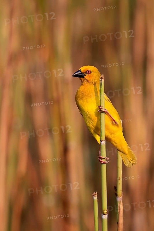 Eastern golden weaver (Ploceus subaureus), adult, male, auto-waiting, alert, preparing nest, Saint Lucia Estuary, Isimangaliso Wetland Park, Kwazulu Natal, South Africa, Africa