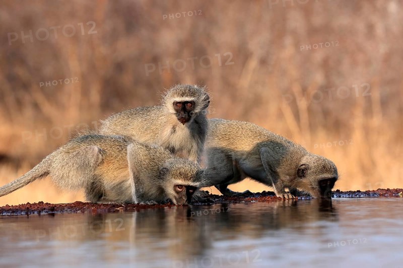 Vervet Monkey (Chlorocebus pygerythrus), adult, three animals, group, drinking, at the water, Kruger National Park, Kruger National Park, Kruger National Park South Africa