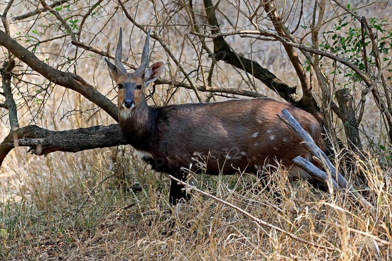Cape bushbuck (Tragelaphus sylvaticus), adult, male, alert, foraging, Kruger National Park, Kruger National Park, Kruger National Park South Africa
