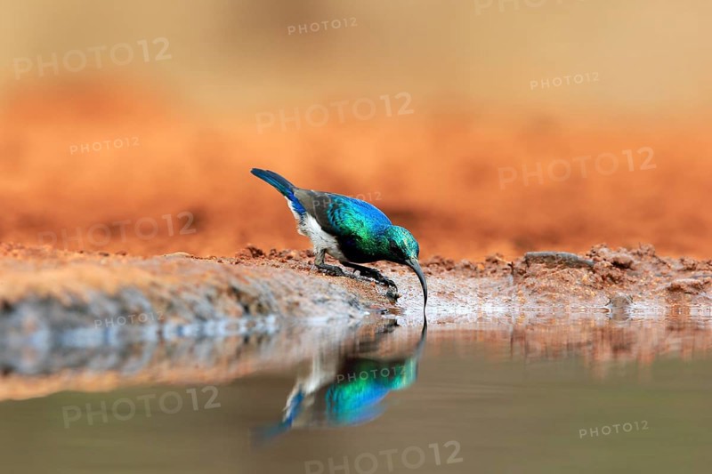 White-bellied Sunbird (Cinnyris talatala), adult, male, at the water, drinking, Kruger National Park, Kruger National Park, Kruger National Park South Africa