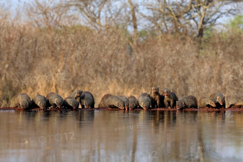 Zebra mongoose (Mungos mungo), adult, group, at the water, drinking, Kruger National Park, Kruger National Park, Kruger National Park South Africa