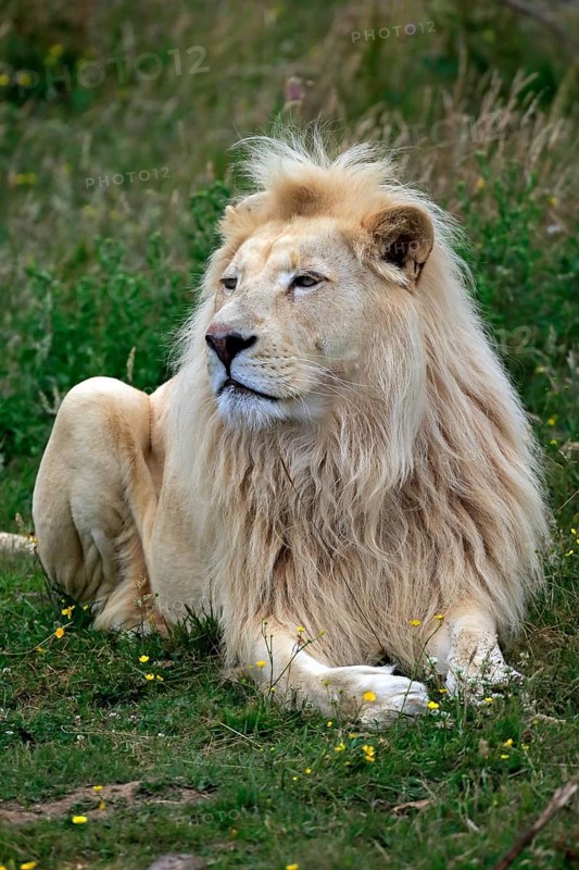 Lion, white form (Panthera leo), adult male, captive