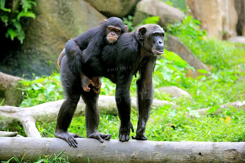 Chimpanzee (Pan troglodytes troglodytes), female, adult, young animal, young animal rides on mother's back, social behaviour