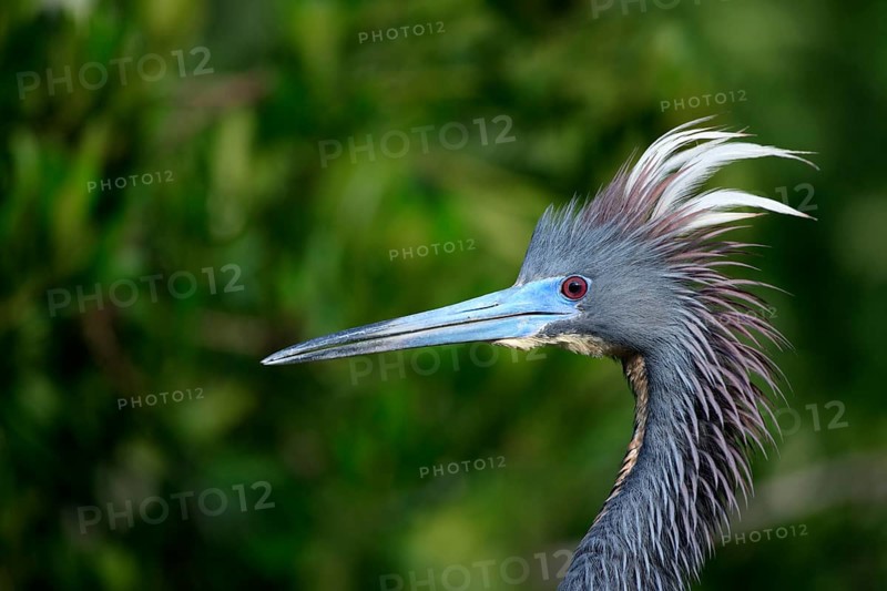 Tricoloured Heron (Egretta tricolor), adult, courtship, courtship display, portrait, Florida, USA, North America