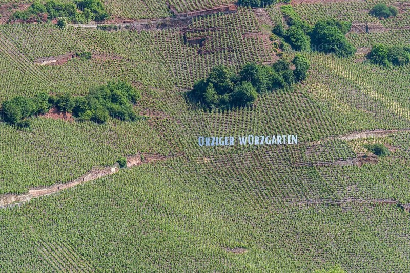 Ürziger Würzgarten vineyard, Ürzig, Moselle, Rhineland-Palatinate, Germany, Europe