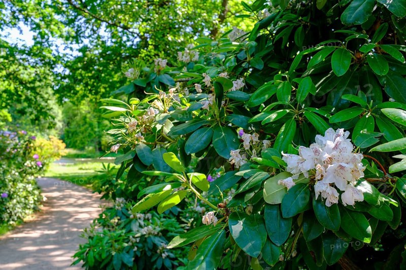 Rhododendron, Dessau-Wörlitz Garden Kingdom, Wörlitz Park, UNESCO World Heritage Garden Kingdom of Dessau-Wörlitz, Dessau, Saxony-Anhalt, Germany, Europe