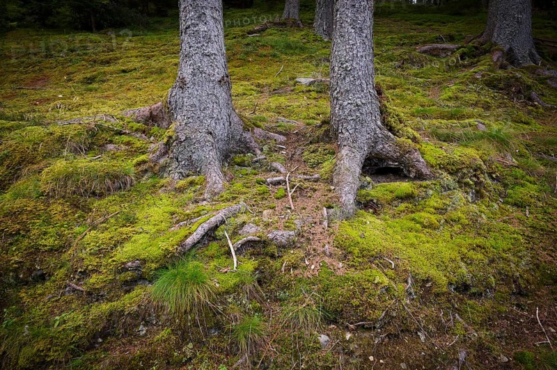 Tree trunk, roots, moss-covered, Taser Höhenweg, forest, Schenna, Scena, South Tyrol, Autonomous Province of Bolzano, Italy, Europe