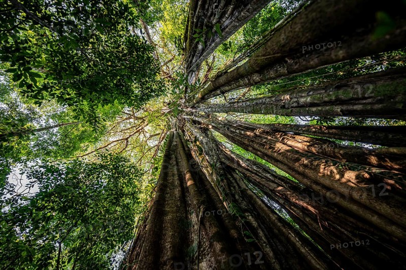 Hanging roots of a giant strangler fig (Ficus americana), looking upwards, in the rainforest, Corcovado National Park, Osa, Puntarena Province, Costa Rica, Central America