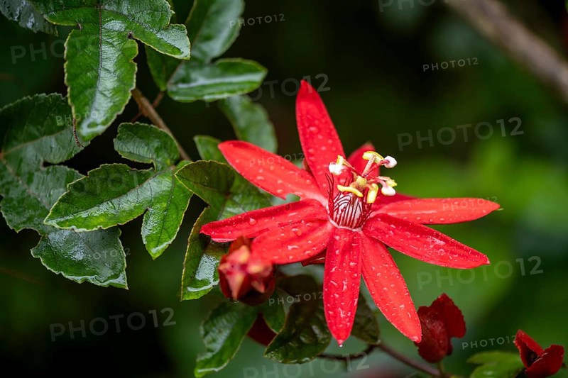 Flower of a red passion flower (Passiflora vitifolia) in the tropical rainforest, Alajuela province, Costa Rica, Central America