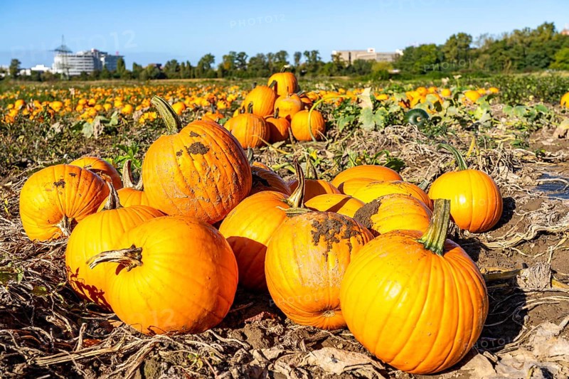 Pumpkin field, ripe pumpkins, shortly in front of harvest, near Neuss, North Rhine-Westphalia, Germany, Europe