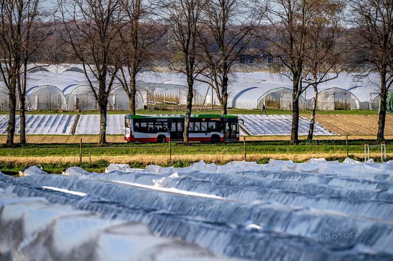 Asparagus fields, asparagus stems under foil, for faster growth, in the background foil greenhouses for strawberries, near Kirchhellen, district of Bottrop, North Rhine-Westphalia, Germany, Europe