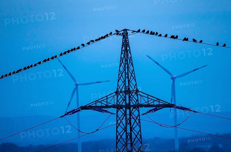 Many birds, rooks, sitting on a high-voltage power line after sunset, wind power plants, Hamm, North Rhine-Westphalia, Germany, Europe