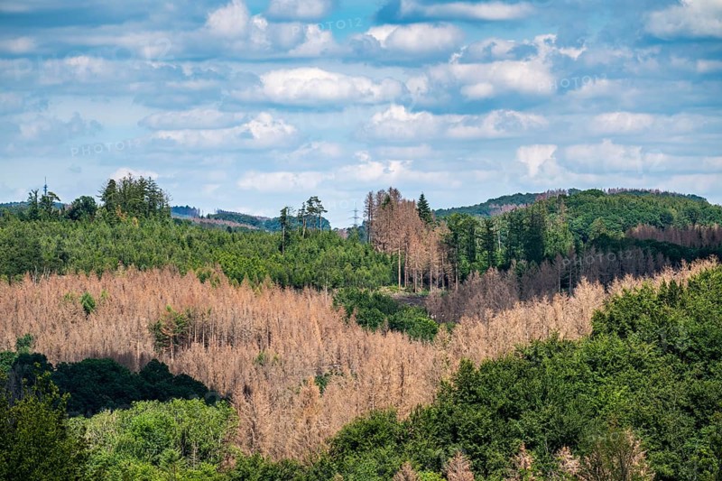 Forest dieback in the Bergisches Land, near Engelskirchen, over 70 per cent of the spruce trees are diseased, damaged, mostly by the bark beetle, which was able to spread due to drought and heat, climate change, attempts are being made to adapt the forest to climate change by replanting other tree species, North Rhine-Westphalia, Germany, Europe