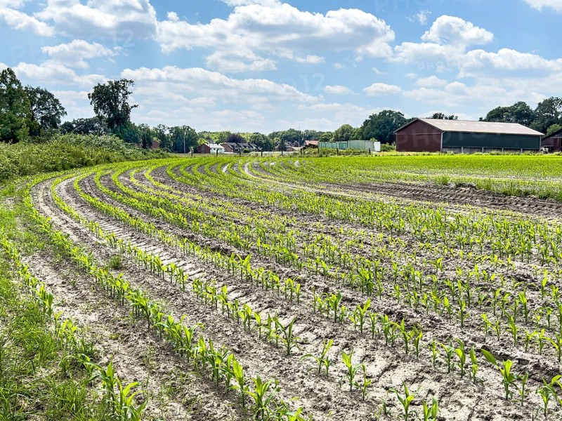 Field with plants of young corn (Zea mays) young maize plants growing on maize field, visible furrows in the foreground, farm in the background, North Rhine-Westphalia, Germany, Europe
