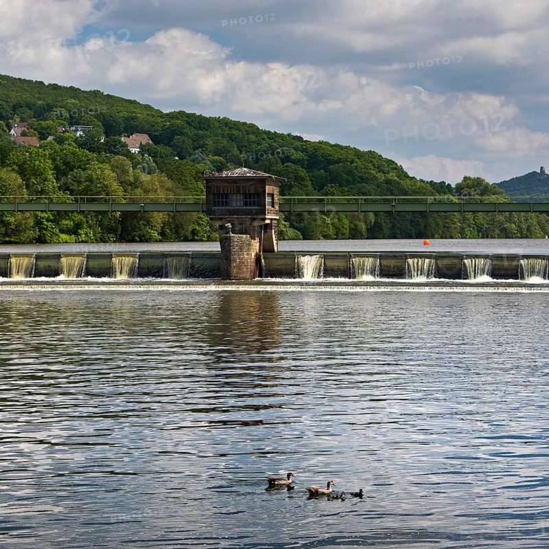 Nile goose family (Alopochen aegyptiaca) at the weir of the Stiftsmühle run-of-river power station, Herdecke, North Rhine-Westphalia, Germany, Europe